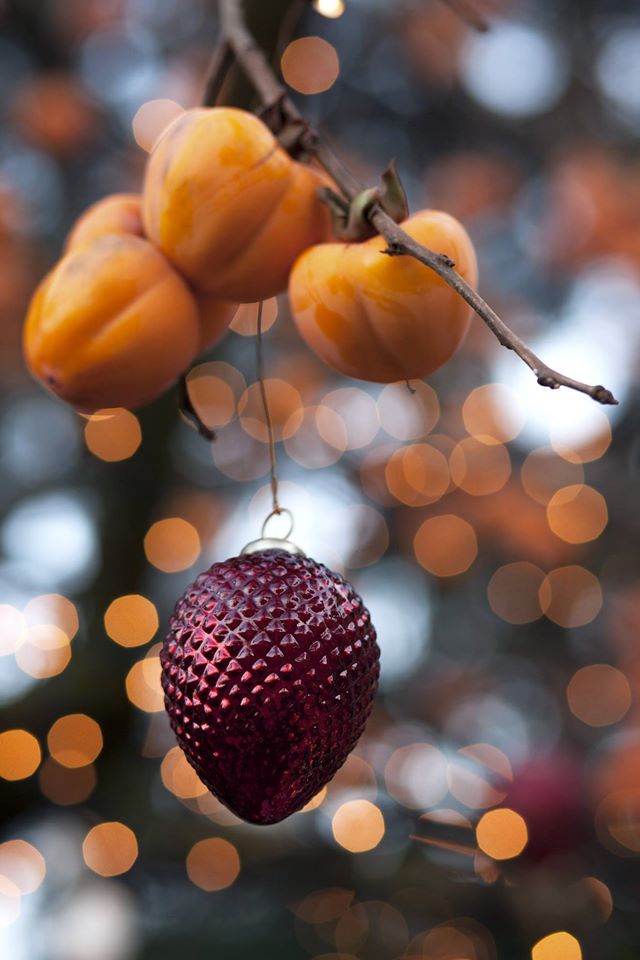 Buon Natale Lilly Meraviglia.Creare L Atmosfera Di Natale Csaba Dalla Zorza